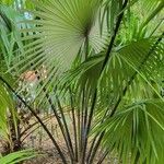 Kerriodoxa elegans Hábito