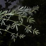 Indigofera lespedezioides Hoja