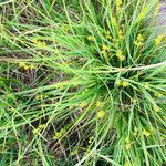 Carex echinata ശീലം