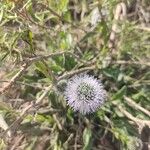 Globularia vulgarisÇiçek