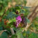 Lamium maculatumBlüte