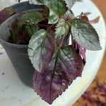 Strobilanthes alternata Fulla