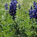 Lupinus pilosus عادت