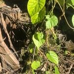Tinospora crispa Hoja
