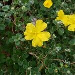 Hibbertia