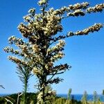 Artemisia verlotiorum Frutto