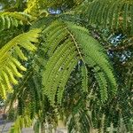 Delonix regia Blatt