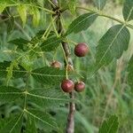 Bursera graveolens Fruit