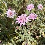 Scabiosa columbariaFlower