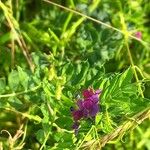 Vicia sativa花