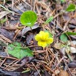 Viola sempervirens Flor