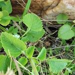 Orthosiphon rubicundus Leaf