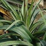 Agave maculata عادت