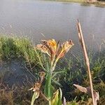 Canna glauca Цвят