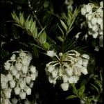 Gaultheria phillyreifolia Λουλούδι
