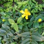 Hypericum calycinumКветка