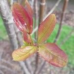 Heteromorpha arborescens Leaf