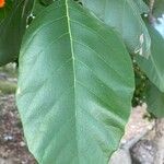 Cordia dodecandra Hostoa