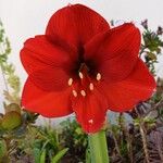 Hippeastrum puniceum Floare