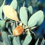 Simmondsia chinensis Φρούτο