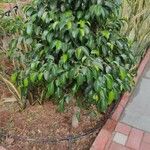 Ficus benjaminaList