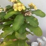 Euphorbia milii Blomst