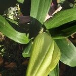 Lilium candidum Flower