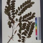 Dalbergia sericea अन्य