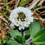 Arabis ciliata Kwiat