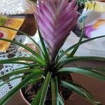 Tillandsia guatemalensisЦветок