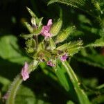 Erodium moschatum Flower