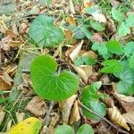 Asarum europaeum 葉