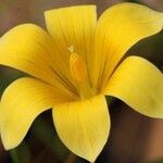 Romulea saldanhensis Flower