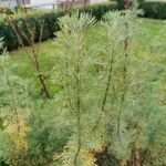 Artemisia abrotanum Folio