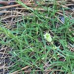 Silene douglasii Habit