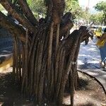 Pandanus utilis Bark