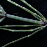 Equisetum diffusum Агульны выгляд