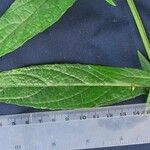 Polyanthina nemorosa Other