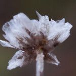 Armeria girardii ഫലം