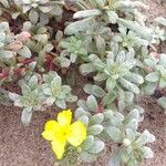 Oenothera drummondii Habitus