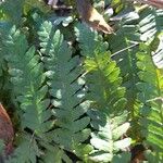 Dryopteris cristata पत्ता