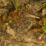 Drosera capillaris Kora