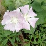 Malva thuringiaca Λουλούδι