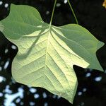 Liriodendron tulipifera Blatt