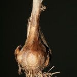 Allium pallens Ďalší