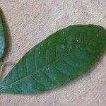 Pseudolmedia laevis Leaf