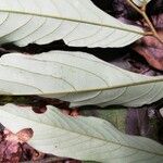 Monodora angolensis Folha