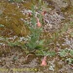 Oenothera longiflora Habit