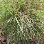 Festuca glauca Blad