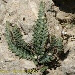 Cosentinia vellea Libunga